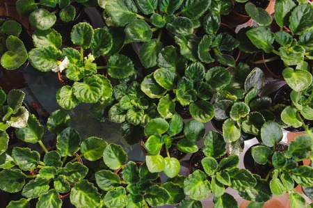 A lot of young, succulent, fresh, green shoots of plants, flowers, violets in flower pots in the house.の写真素材