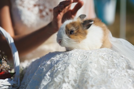 Young woman bride holding cute rabbit on lap. luxurious wedding dress.の写真素材