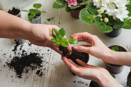 Picture of the old woman's hand and the hand of a young girl, planting home plants indoors.の写真素材