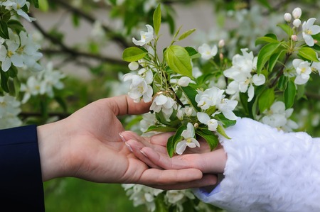 Hands of the bride and groom touch blossoming branches of tree. Focus on the hand and wedding ring. ...