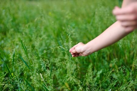 Woman picking flowers, plant on meadow in summer.の写真素材