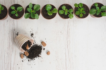 Sprouts indoor plants in pots. Gardener hand sprout table. Indoor plant at workplace in top view with copy space. Scattered ground. Light wooden table. Flower pots in a row.の写真素材