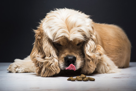 Dog on a white wooden floor. Young purebred American cocker spaniel lying and licks his nose while looking at dog food. Dark background.の写真素材