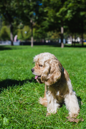 Young purebred American cocker spaniel sitting on green lawn in a park. Dog looks aside.の写真素材
