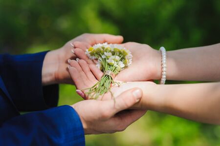 Bride and groom holding hands in a chamomile with rings. Miniature bouquet of of camomiles in the hands of the bride and groom.の写真素材