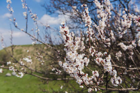 Branch of a flowering apricot.の写真素材