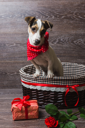 Jack Russell Terrier in brown basket with festive gift box and rose. Dog in a trendy red bandana. Dark wooden background.の写真素材