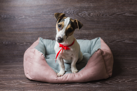 Jack Russell Terrier in lounger dog bedの写真素材
