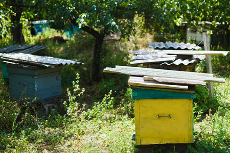 An apiary in the garden. An apiary in the garden. Multicolored old wooden hives in the garden. Side view.の写真素材