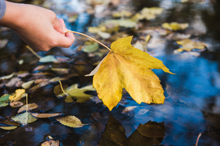 Female hand touches a fallen leaf in a puddle. Focus on a leafの写真素材