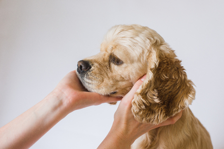 Women holding head of dog.の写真素材