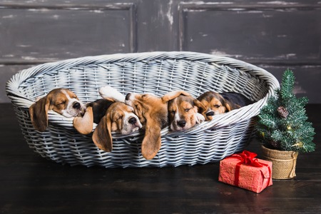 Six beagle puppies sleeping in basket. Young beagle puppy. Gift box with red bow and Christmas tree next to a basket.の写真素材