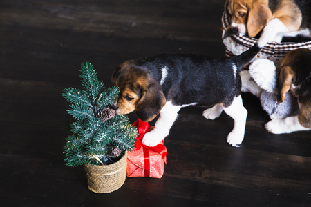Young beagle puppy sniffing Christmas tree and gift box with red bow.の写真素材