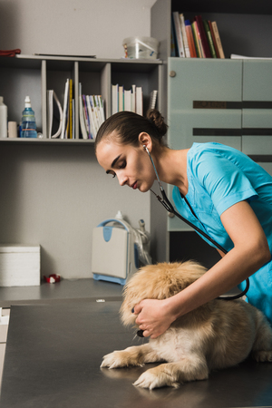 Veterinarian or doctor with stethoscope checking up dog at vet clinicの写真素材