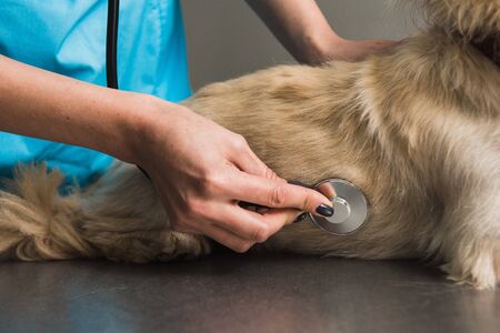 Close up of veterinarian or doctor with stethoscope checking up dog at vet clinicの写真素材