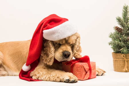 American cocker spaniel gnaws gift boxの写真素材