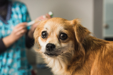 Veterinary doctor examines a mongrel dog at vet ambulance. Dog looks at camera. Female nurse filling syringe in background.の写真素材
