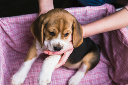Female hands hold the beagle puppy. Puppy is taken out of the basketの写真素材