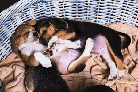 Two beagle puppy sleeps in basket. View from aboveの写真素材