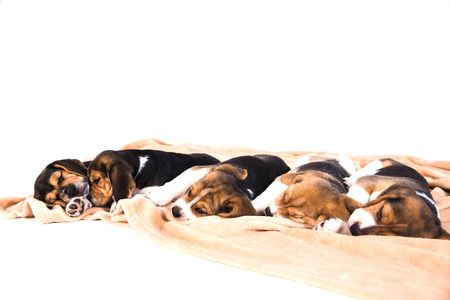 Lovely puppies of a tri-color beagle are sleeping on beige plaid on floor. White backgroundの写真素材