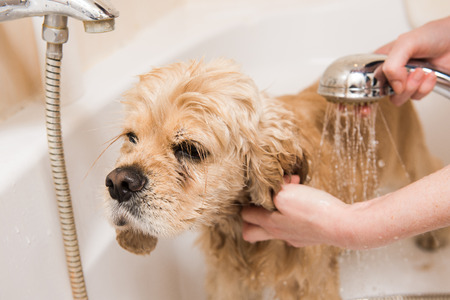 A dog taking a shower. American cocker spaniel in bathroom.の写真素材