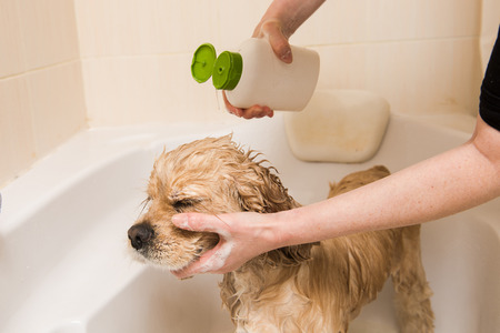American cocker spaniel taking a shower with soap and water. Woman is pouring shampoo.の写真素材
