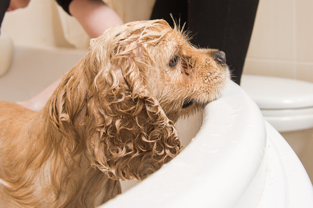 American cocker spaniel in the bathroomの写真素材