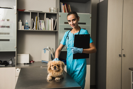 Veterinarian or doctor with stethoscope checking up dog at vet clinic. Woman looking at the cameraの写真素材