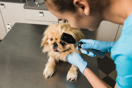 Veterinarian examines the eye of a dogの写真素材