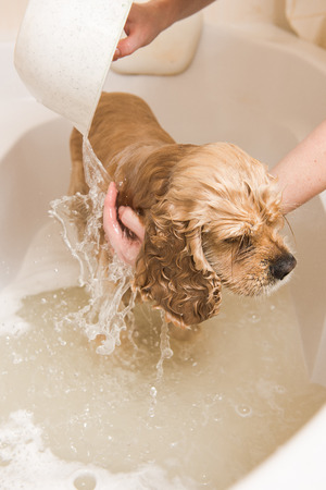 Grumer washes the dog with foam and water. Woman washes foam from a American cocker spaniel.の写真素材