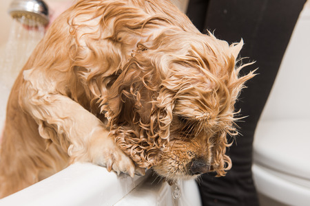 Wet American cocker spaniel in bathroom, close upの写真素材