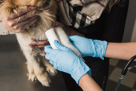 Close up of veterinarian putting bandage on injured paw of dogの写真素材
