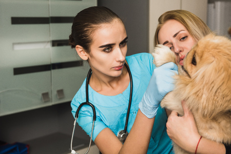 Dog examination at vet ambulance. Girl with her dog and veterinarian at vet ambulant.の写真素材