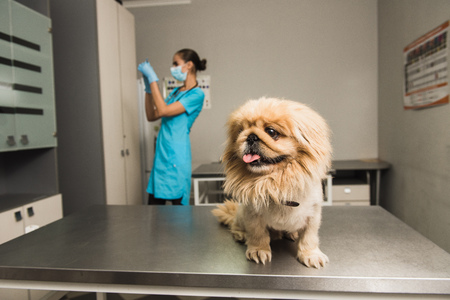 Young vet doctor giving vaccination injection to pet dog. Focus on the dog.の写真素材