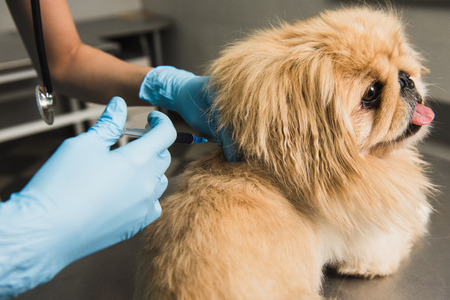 Young vet doctor giving vaccination injection to pet dog. Close-upの写真素材