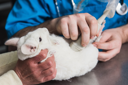 Vet does an ultrasound chinchilla in clinicの写真素材