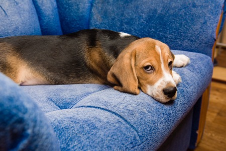 Cute beagle dog relax at the blue couchの写真素材