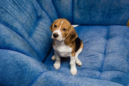 Beagle pet close-up at blue sofa indoorsの写真素材