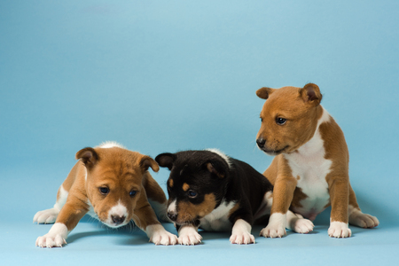 Group of small dogs at isolated blue background. Three basenji puppies playing.の写真素材