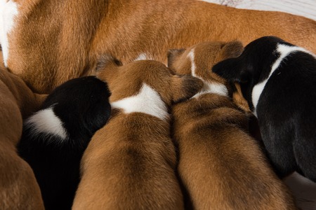 View of five small pets close to big mama dog. Mother basenji feed puppies close-up.の写真素材