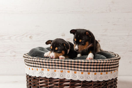 Couple of little dogs laying at studio background. Two basenji tricolor puppies in basket.の写真素材