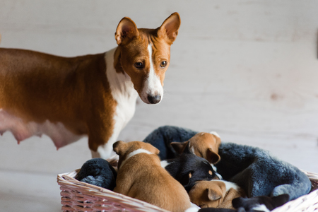 Portrait of dog near basket with sleepy small pets indoors. Mother basenji with her sleeping puppies.の写真素材