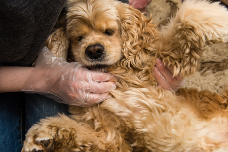 Woman checking body of cocker spaniel to find bugs insideの写真素材