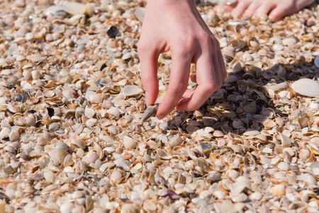Woman in shellfish beach touch shells at sunny day. Female hand with cone shellの写真素材