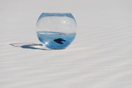 One fish in aquarium on beach sand