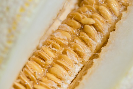 Sugary macro yellow melon seed close upの写真素材