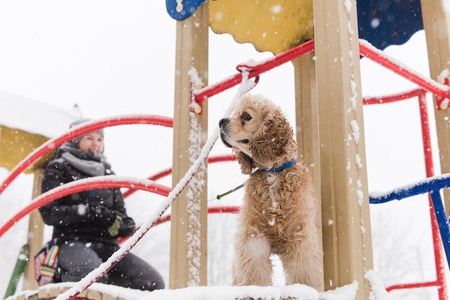 Potrait of happy cocker spaniel play with snow