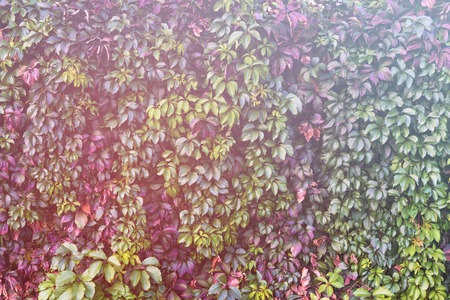 Autumn background photo of ivy leaves wall