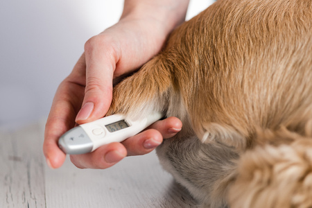 Thermometer in female hands and dog close up