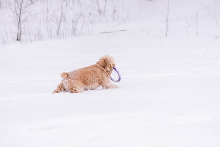 Cocker spaniel run with ring toy in snowの写真素材